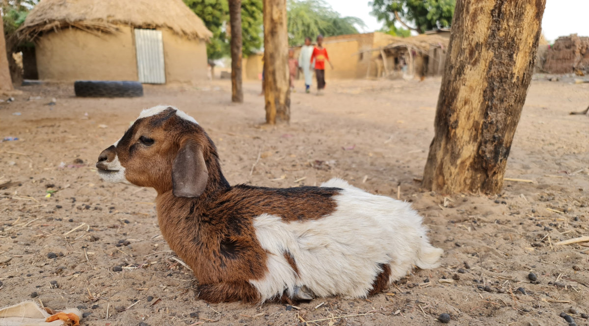 1 Dairy Goat 1 Family Livelihood