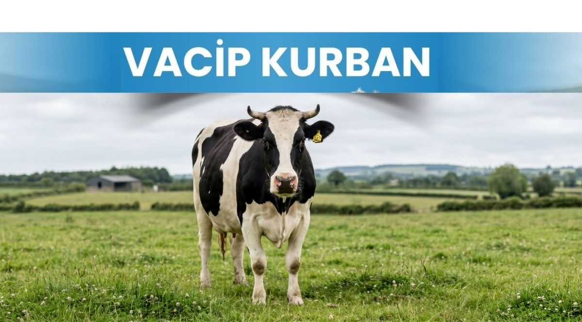[Yurtiçi] Vacip Kurban - Büyükbaş Hisse