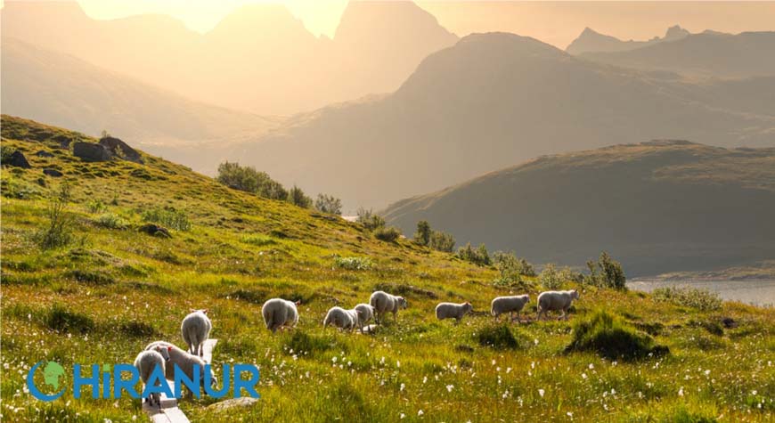 Koyun Zekatı Nedir? Koyun Zekatı Nasıl Hesaplanır?