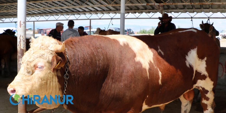 Kurbanla İlgili Ayetler Ve Hadisler | Hiranur İlim Ve Hizmet Derneği