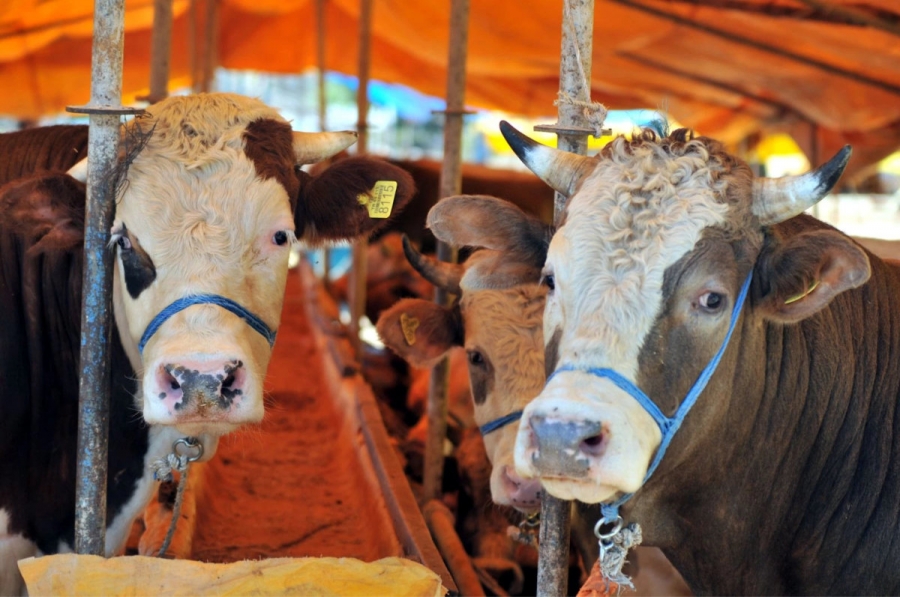 Kurbanlık Hayvanlar Nelerdir ve Kimler Ortak Olabilir? (Detaylı Rehber)