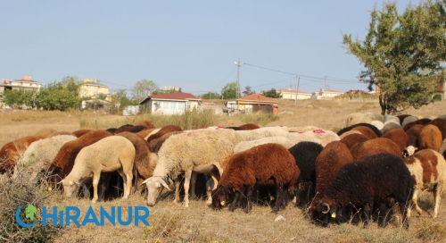 Adak Kurbanı Nedir? Adak Kimler Yiyemez?