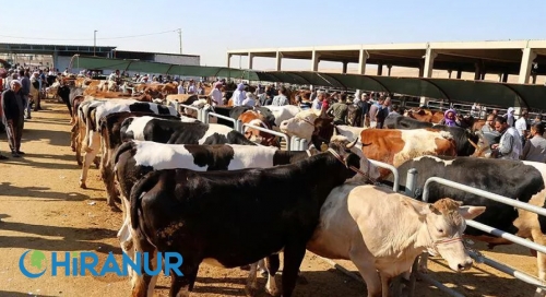 Kurban Ayetleri: Kurban ile İlgili Hadisler Nelerdir?