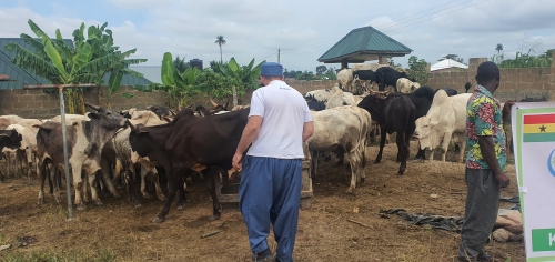 Kurban Vekaleti Hakkında Bilinmesi Gerekenler