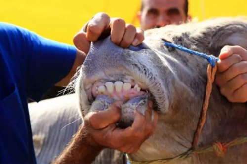 Kurbanlık Hayvanlarda Aranan Şartlar ve Geçersiz Sayılan Kusurlar