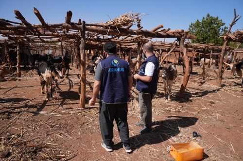 Vekaleten Kurban Bağışı Nedir? Dini Hükümler, Faydalar ve Nasıl Yapılır?